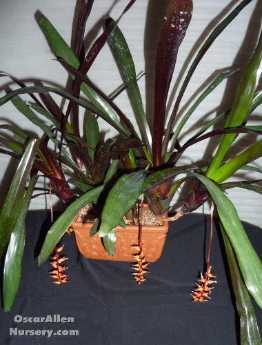 Archmea ' Fosters Favorite'  bare root offset