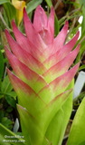 Bromeliads