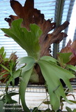 Staghorn Ferns