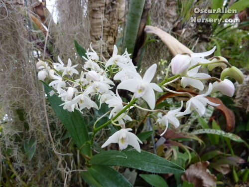 Dendrobium kingianum
