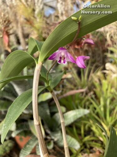 Dendrobium kingianum-Dark pink form