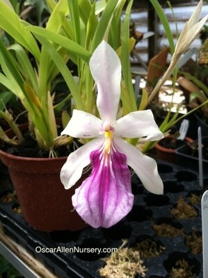 Miltonia spectacilis