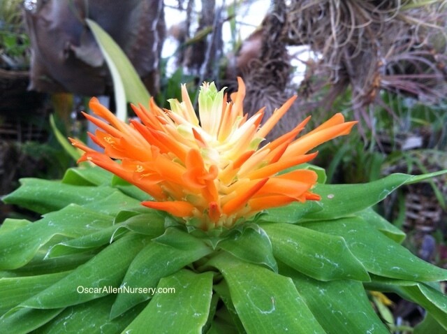 Pitcairnia tabuliformis