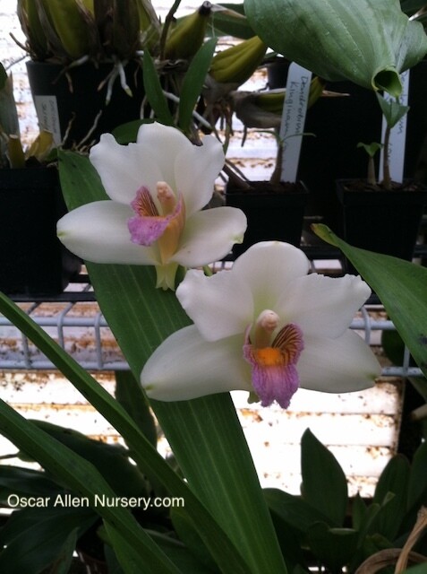 Bifrenaria tyrianthina