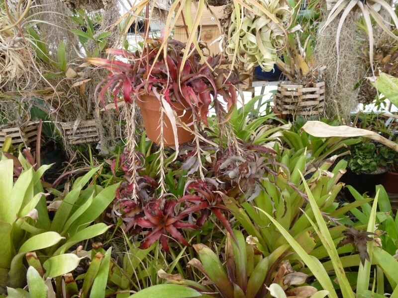 Cryptanthus 'Cascade'