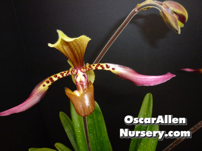 Paphiopedilum lowii