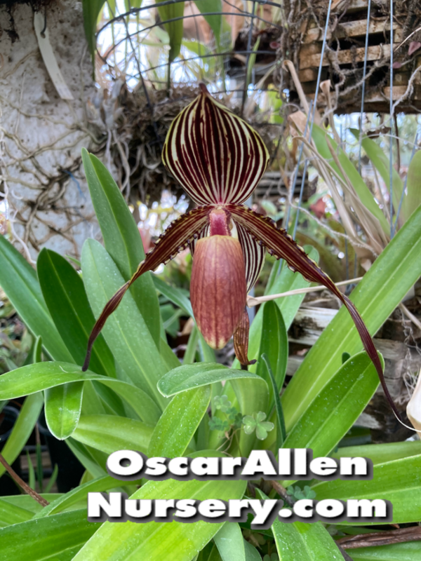 Paphiopedilum  William Ambler