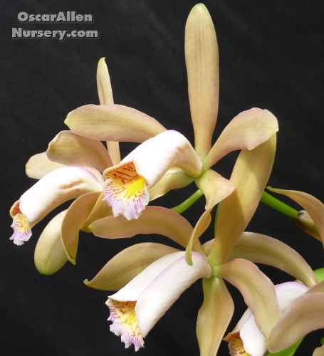 Cattleya forbesii, a &#39;Cocktail orchid&#39; mature division