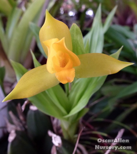 Lycaste aeromatica bare root division Lycaste aeromatica bare root division