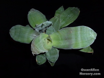 Cryptanthus agryophyllis - mature offset