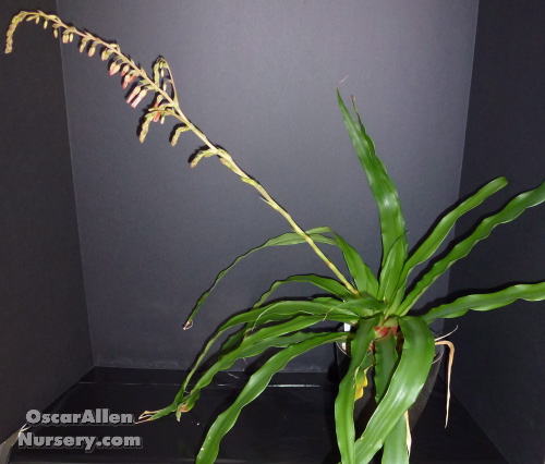 Fosterella Spectabilis - mature bare root division