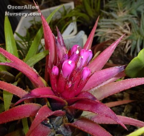 Aechmea recurvata var. benrathii 'XL/XR'   bare root, mature offset