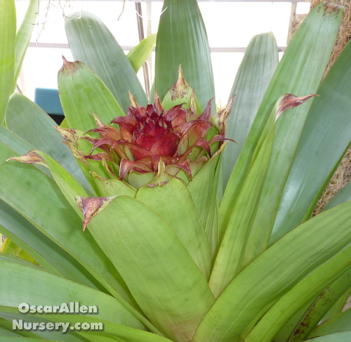 Alcantarea imperialis: green form - mature offset