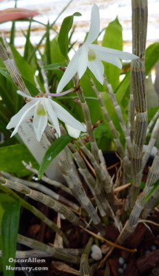 Dendrobium monile