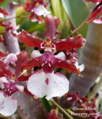 Oncidium 'Sherry Baby' bare root division