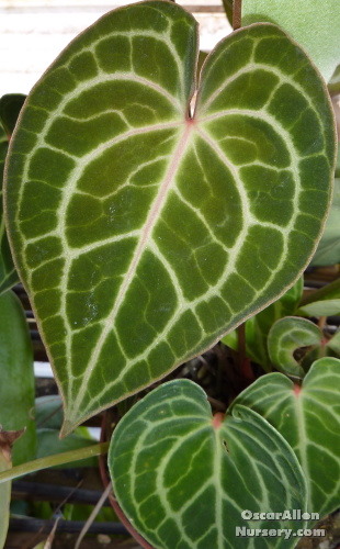 Anthurium clarnervium - seed grown bare root plant