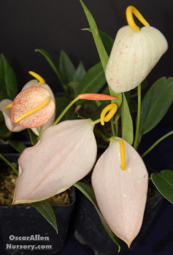 Anthurium scherzerianum var. &#39;Rothschildianum&#39;, &quot;Varigated pigtail plant&quot;, medium seed grown plant