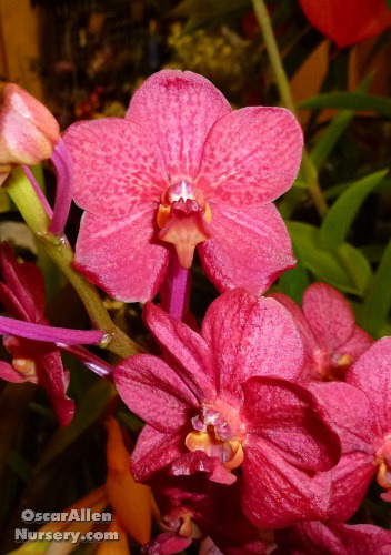 Ascocenda Yip Sum Wah &#39;Flame&#39; FCC/AOS  HOS