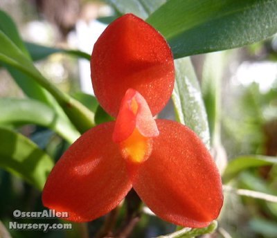 Maxillaria sophronitis bare root division