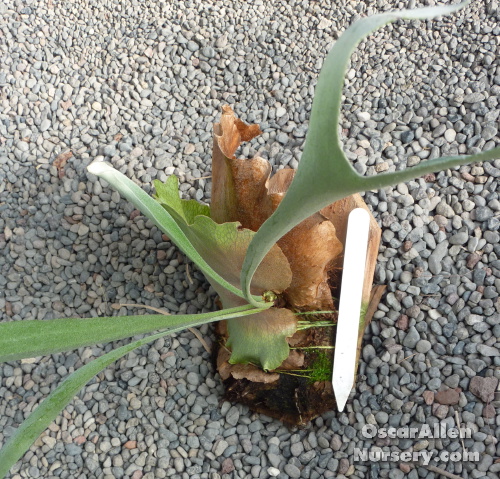 Platycerium bifurcatum,' Staghorn fern'- small mounted plant