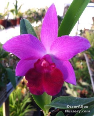 Cattleya ' Libby '  - one set of 5 plants bare root