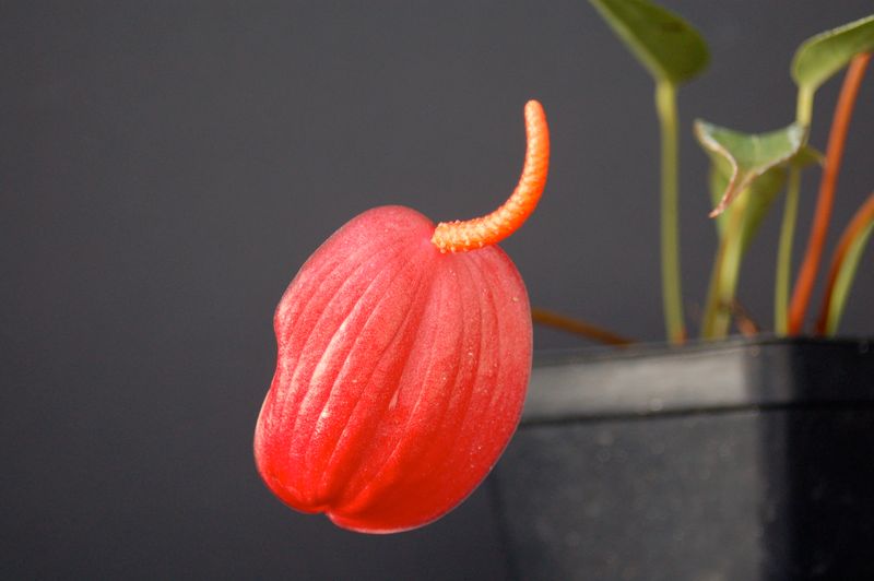 Anthurium scherzerianum &#39;The Red Group&#39;   10 bare root seedling plants