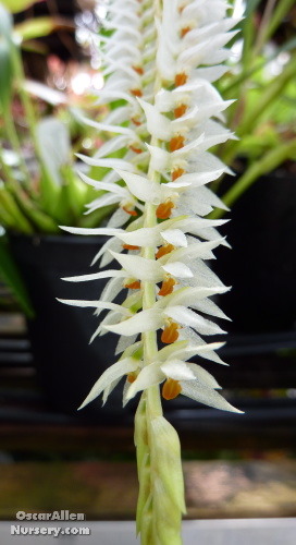 Dendrochilum glumaceum