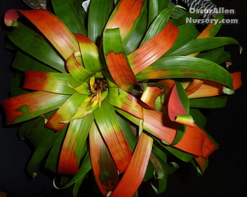 Guzmania sanguinea var. brevipedicellata-mature offset