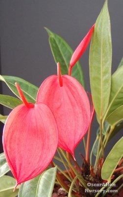 Anthurium scherzerianum,'Flamingo flower', selected large seed grown plant