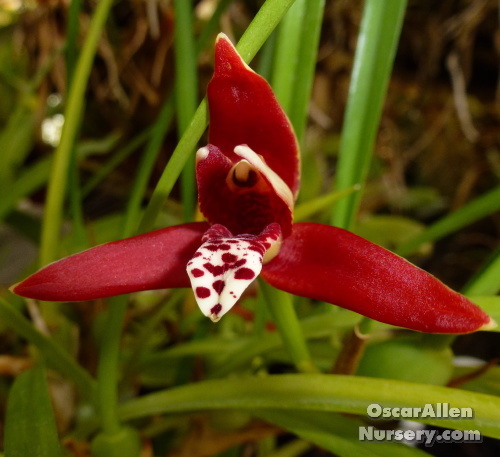 Maxillaria tenuifolia