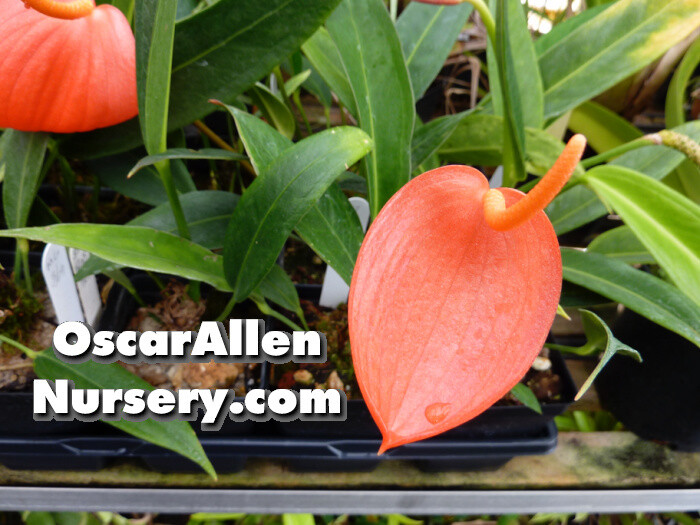 Anthurium scherzerianum, 'The Red Group', large mature plant