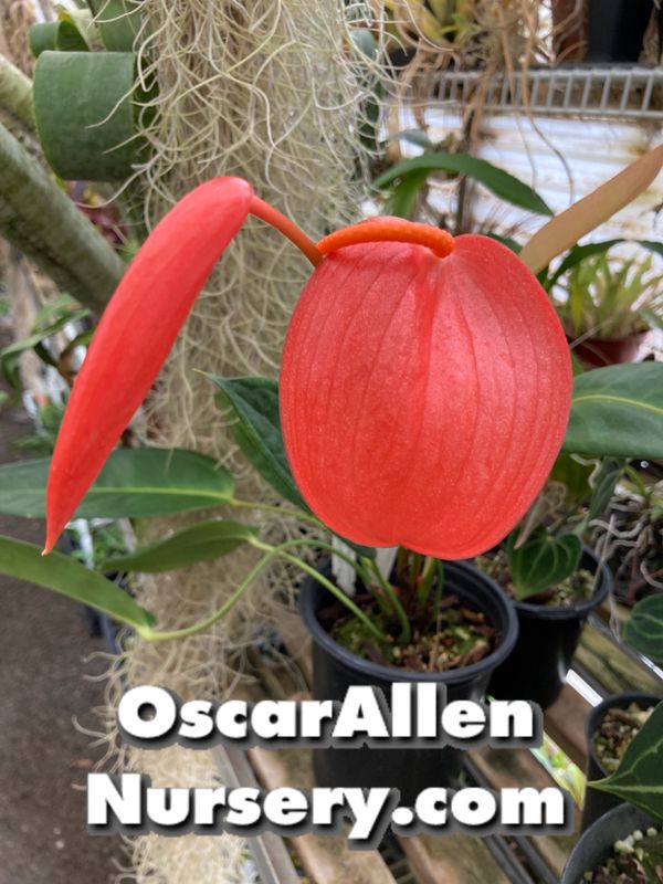 Anthurium scherzerianum, 'The Red Group', large mature plant