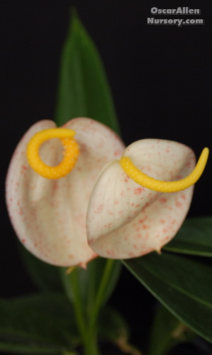 Anthurium scherzerianum var. 'Rothschildianum', "Varigated pigtail plant",  seed grown plant
