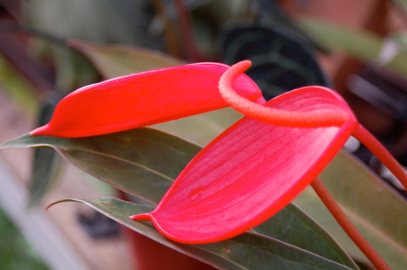 Anthurium scherzerianum 'The Red Group'   5 bare root seedling plants