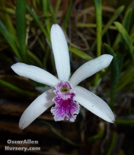 Laelia lundii - bare root mature plant