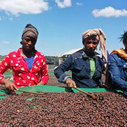 Ethiopia Shakiso Sawana G2  Natural
