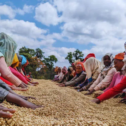 Ethiopia Guji Dambi Udo Ethiopia Guji Dambi Udo