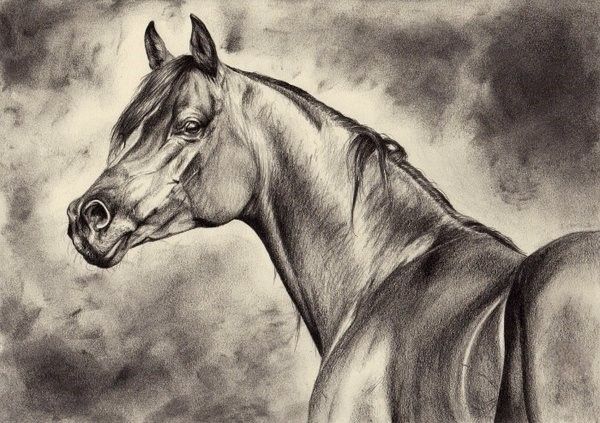 Portrait de votre cheval  - Fusain ou crayon