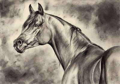 Portrait de votre cheval  - Fusain ou crayon