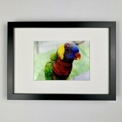 Allfarblori Parrot - Bilderrahmen - Fotoprint - Wohnaccessoires Allfarblori Parrot - Bilderrahmen - Fotoprint - Wohnaccessoires