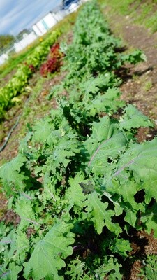 Red Russian Kale (Organic)