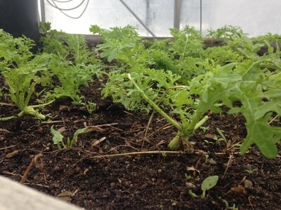 Organic Golden Frills Mustard growing in a greenhouse