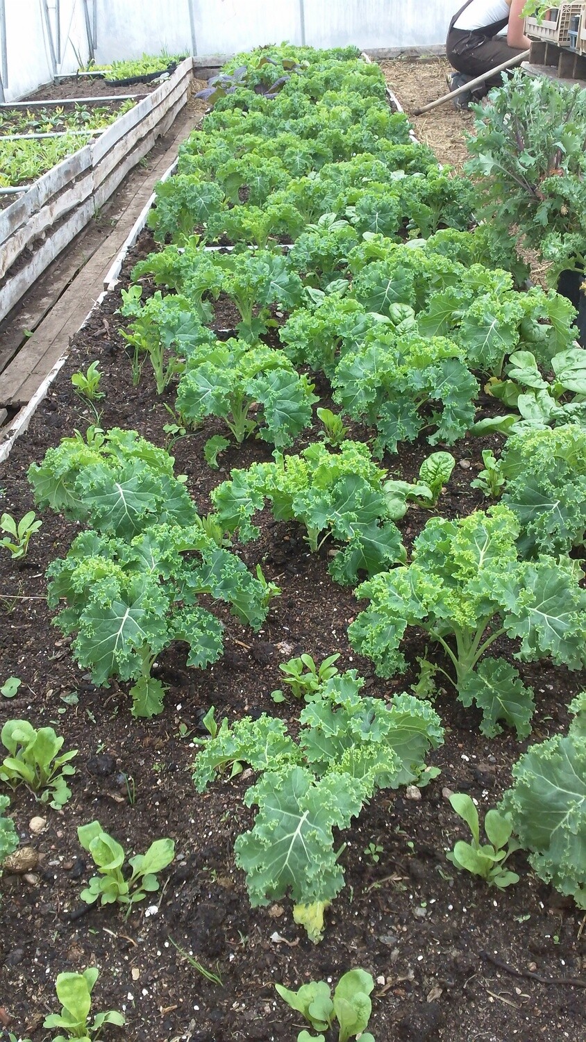 kale ripbor organic seeds eastport