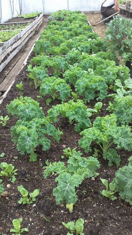 kale ripbor organic seeds eastport