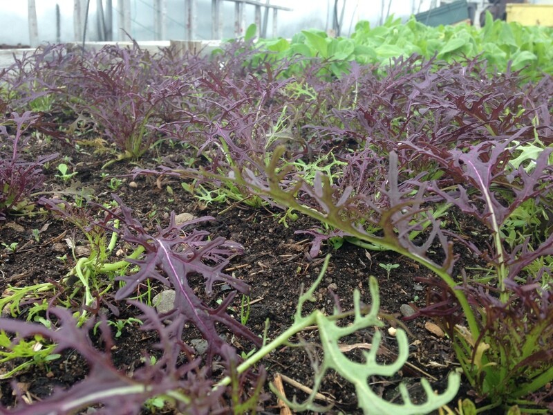 Organic Scarlett Frills Mustard growing in a greenhouse at Eastport Organics