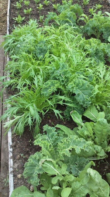 Organic Mizuna growing in a greenhouse at Eastport Organics