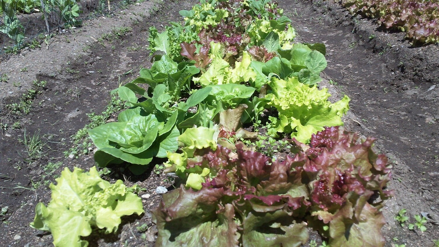 lettuce mix seed organic eastport