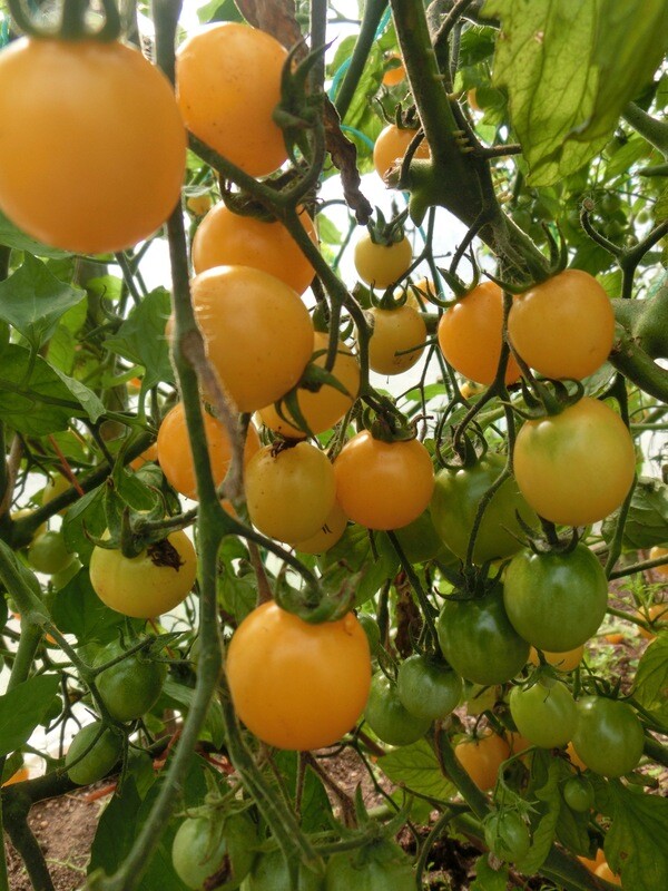 Tomato Golden Nugget Organic Eastport