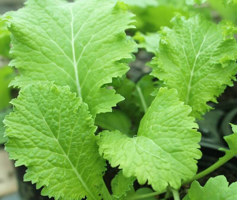 Organic Southern Giant Curled Mustard 