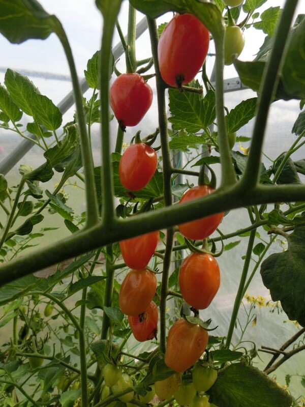 Tomato Red Grape Organic Eastport